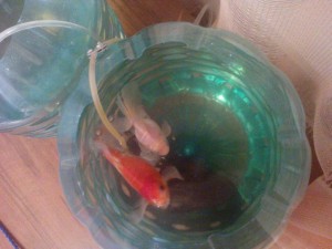 Отдам в хорошие руки аквариум с рыбами - IMG_20170831_213330.jpg