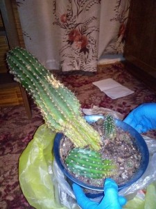 Кактус - P_20170901_221950.jpg