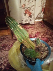 Кактус - P_20170901_221959.jpg