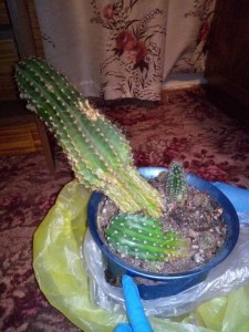 Кактус - P_20170901_222025.jpg