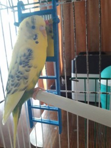 Отдам волнистого попугая даром с клеткой - bTyUJYGWDMg.jpg
