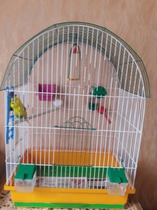 Отдам волнистого попугая даром с клеткой - hCR6roDdTSc.jpg