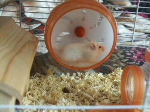 джунгарские хомячки - PICT0064.JPG