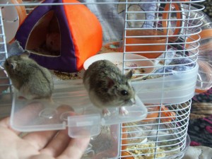 джунгарские хомячки - PICT0114.JPG