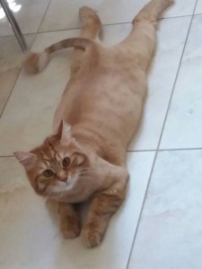 Рыжий кот ищет себе Любовь и хозяйку. - IMG-20170913-WA0019.jpg