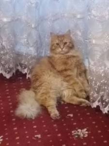 Рыжий кот ищет себе Любовь и хозяйку. - IMG-20170913-WA0018.jpg