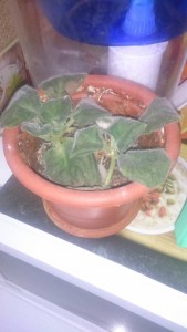 ОТДАНО - 1505479916084582503425.jpg