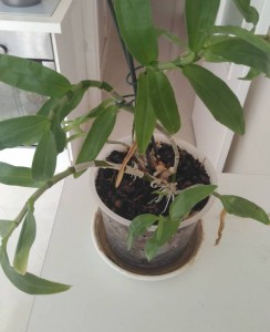 отдам орхидею - IMG_20170917_122015.jpg