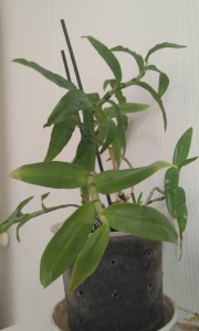 отдам орхидею - IMG_20170917_121939.jpg