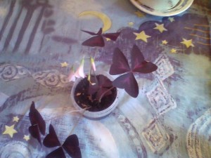 Цветок Оксалис - IMG_20170920_083654.jpg