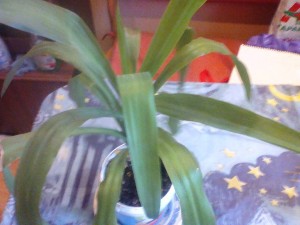 Цветок Юкка - IMG_20170920_090652.jpg