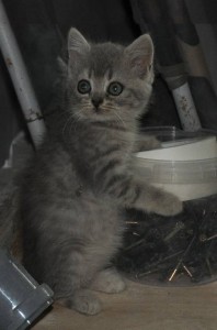 СРОЧНО Милейшие котята ищут дом. - DSC_7704.JPG