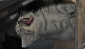 СРОЧНО Милейшие котята ищут дом. - DSC_7691.JPG