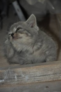 СРОЧНО Милейшие котята ищут дом. - DSC_7692.JPG