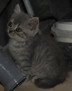 СРОЧНО Милейшие котята ищут дом. - DSC_7698.JPG