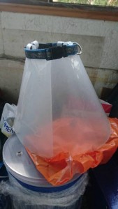 Отдам воротник для собаки - воротник1.jpg