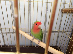 Отдам в хорошие руки неразлучника. Зеленоград - IMG_4732.JPG