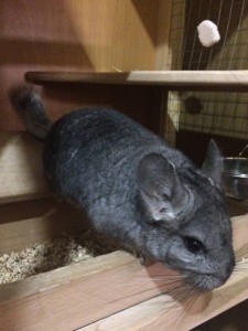 Отдам даром в добрые руки самочку шиншиллы - image.jpeg