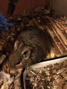 Отдам даром дегу - IMG_5005.JPG