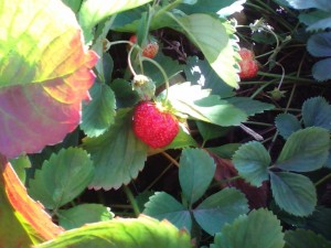 Ремонтантная клубника усы - IMG_20170922_124239.jpg