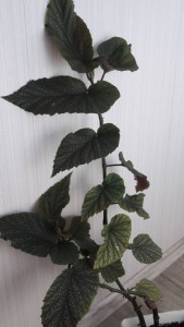 Отдам бегонию коралловую. Отдано. - 20170924_111014.jpg