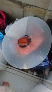 Отдам воротник для собаки - воротник3.jpg