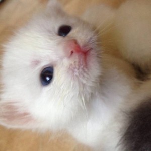 Отдам даром котчт - IMG-c43d31656833341cc878ac58442206da-V.jpg