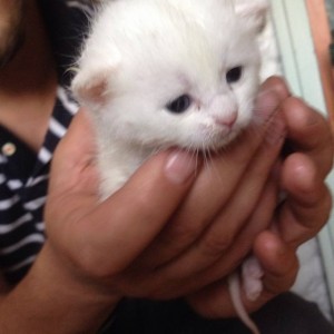 Отдам даром котчт - IMG-e9edf5d5b0346b9e4e16791a34c85b83-V.jpg