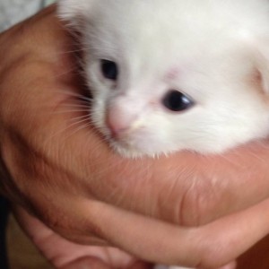 Отдам даром котчт - IMG-492a27c30e026e9f52c46682d3b3fc6a-V.jpg