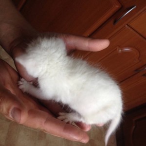 Отдам даром котчт - IMG-298b9d98a15ecbbe5479a7d9a18e0b3f-V.jpg