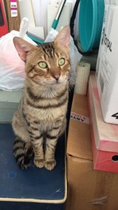 Метис бенгала Робин в самые добрые руки  - Oa3dNdgAOq4.jpg