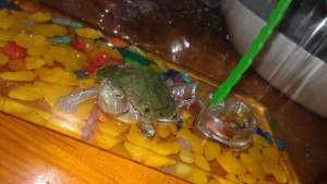 Приму в дар акватеррариум для черепашки - 20170922_202305.jpg