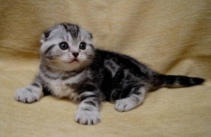 В добрые руки - image (10).jpg