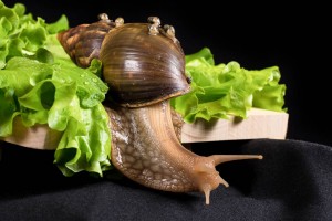 Отдам улиточек ахатиночек деток  - Шерлиз-007_mini.jpg