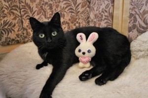 Мурчалка Нора ждёт своего человека. - IMG_7771.JPG