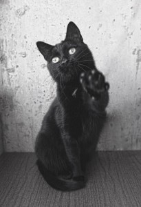 Мурчалка Нора ждёт своего человека. - IMG_59.jpg