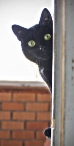 Мурчалка Нора ждёт своего человека. - IMG_948.jpg