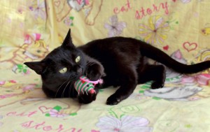 Мурчалка Нора ждёт своего человека. - IMG_3.jpg