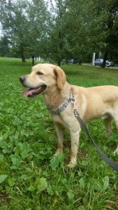 Верный лабрадор ищет новую семью - IMG-20171008-WA0001.jpg