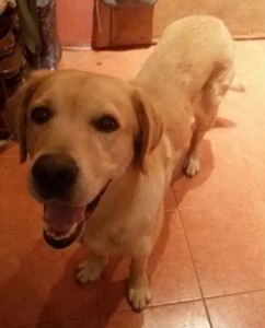 Верный лабрадор ищет новую семью - IMG-20171008-WA0002.jpg