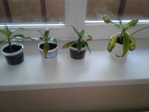 Золотой ус - 20171008_123326.jpg