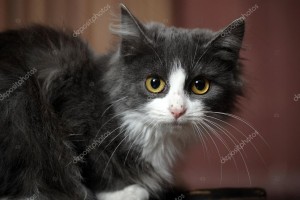 Котик Сережа. Очень ласковый, но самодостаточный, ему компания не требуется.