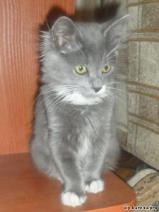 Малыш Рудя, ему всего 7 месяцев. Пушистая прелесть. Очень игривый и ласковый.