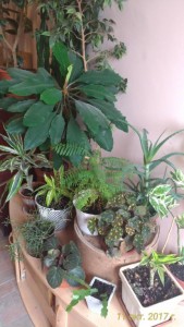 отростки цветов - P_20171011_144707_vHDR_Auto.jpg