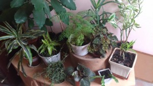 отростки цветов - P_20171011_144734_vHDR_Auto.jpg