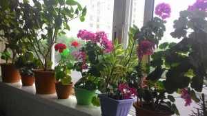 отростки цветов - P_20150717_121032.jpg