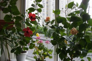 отростки цветов - S73F7464.JPG