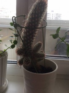 Отдам деток кактусов - IMG_0967.JPG