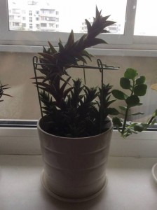 Отдам деток кактусов - IMG_0969.JPG