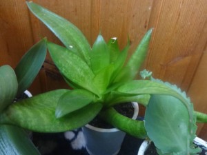 Отдам комнатные растения - DSC01241.JPG